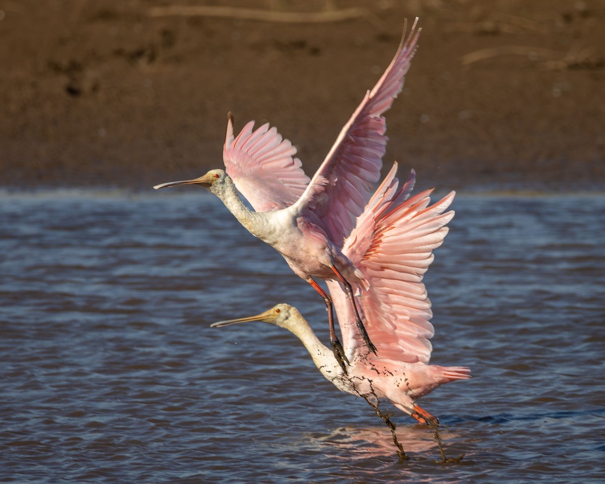 rosenskjestork - ML642839491