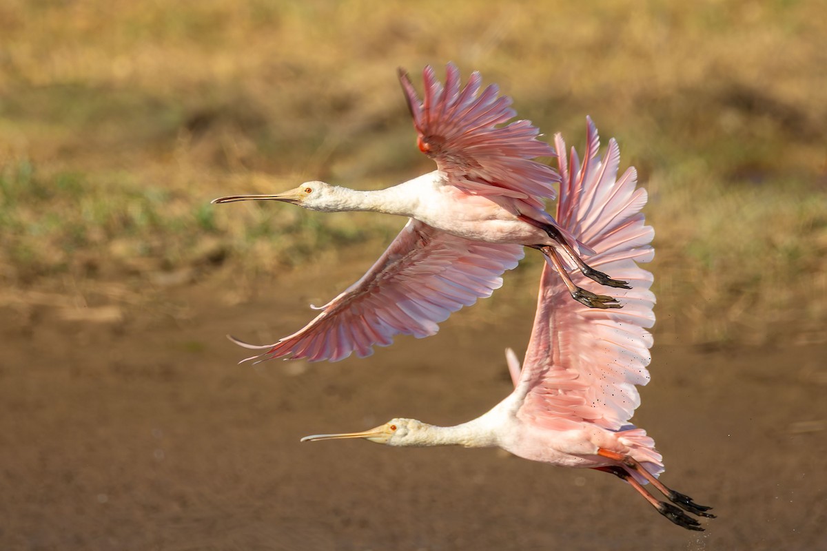 rosenskjestork - ML642839493