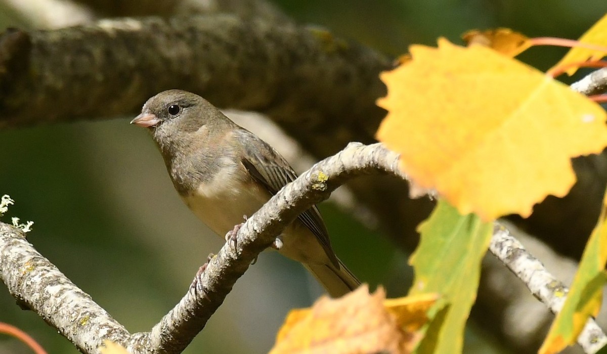vinterjunko (hyemalis/carolinensis) - ML642839495