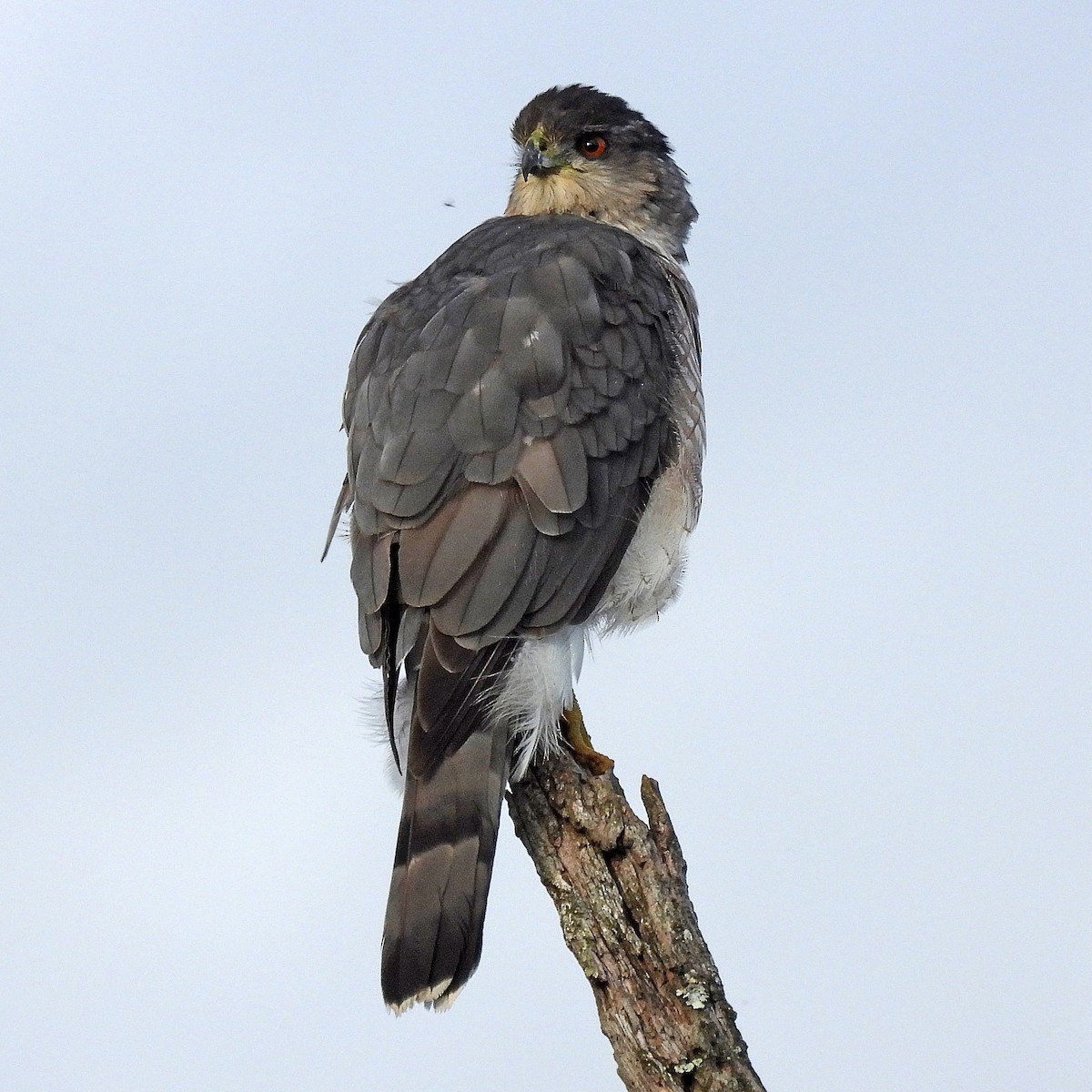 Cooper's Hawk - ML642839513