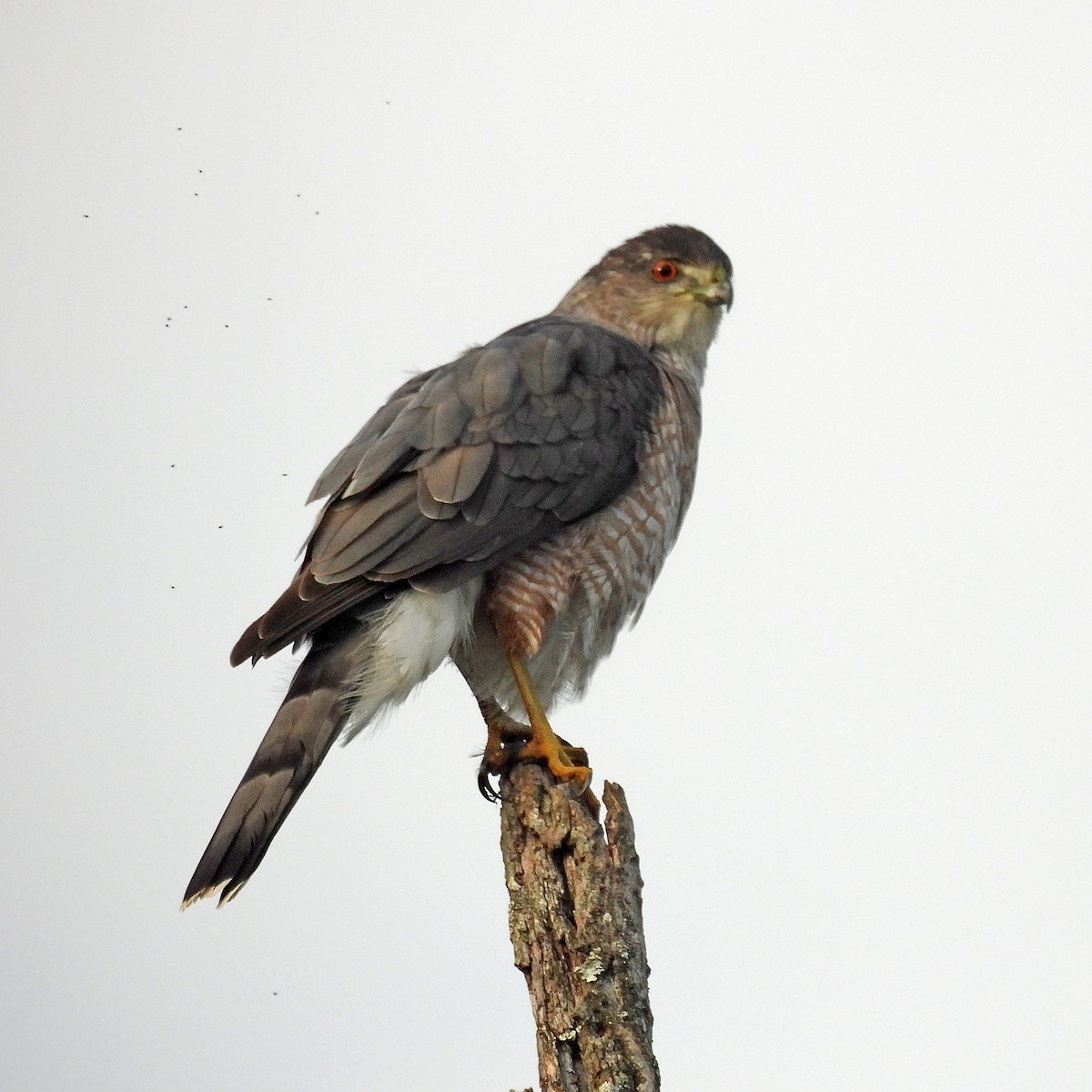 Cooper's Hawk - ML642839514