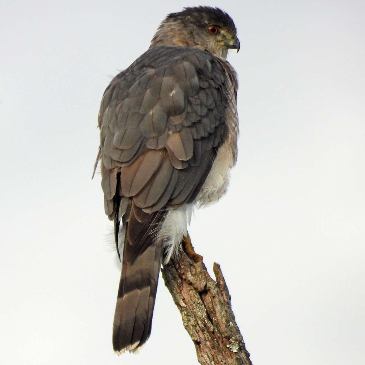 Cooper's Hawk - ML642839515