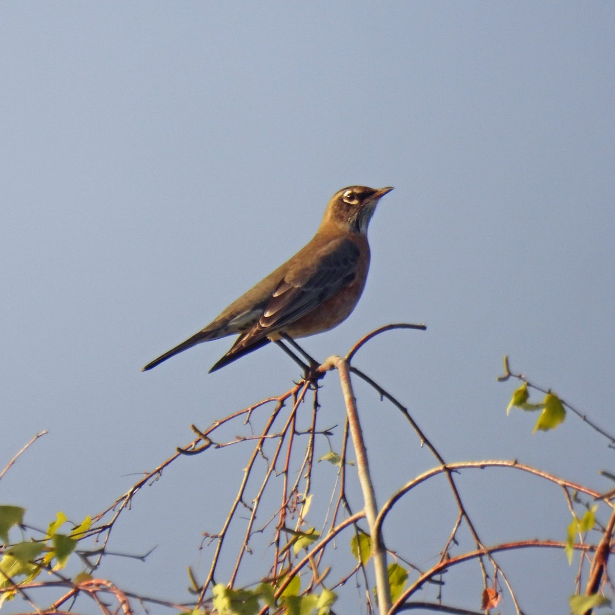 American Robin - ML642839520