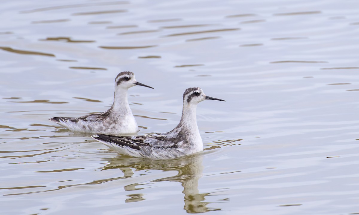 Red-necked Phalarope - ML642839528