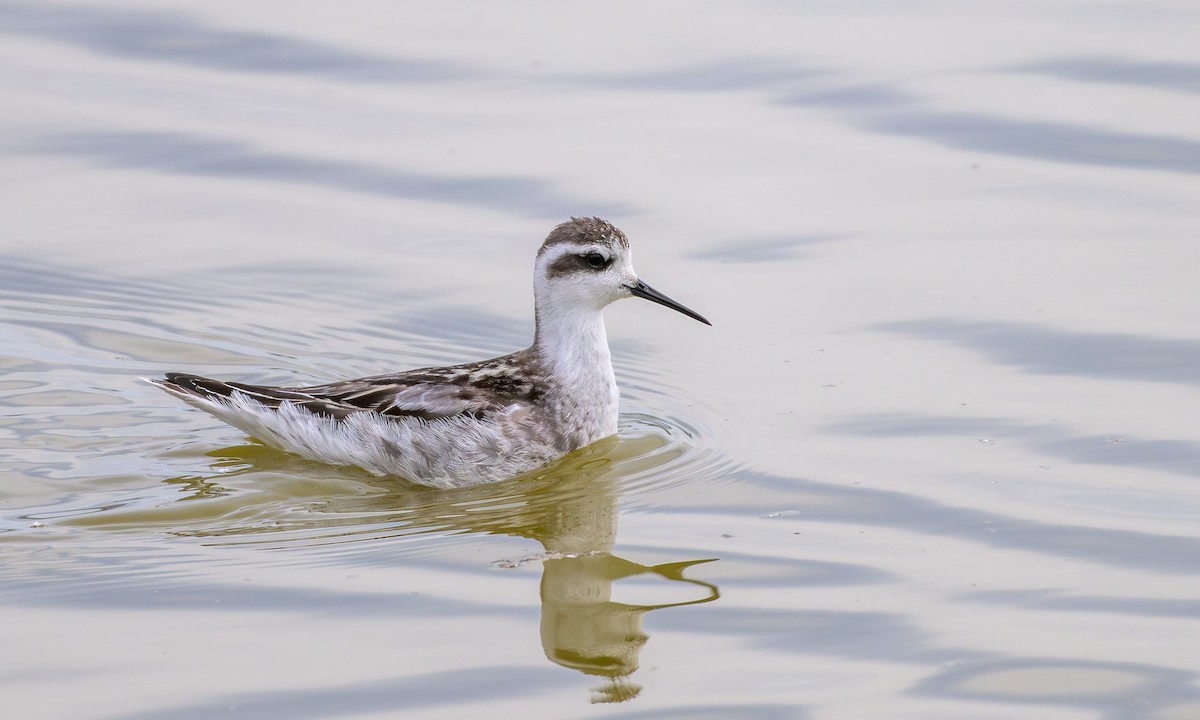 Red-necked Phalarope - ML642839529