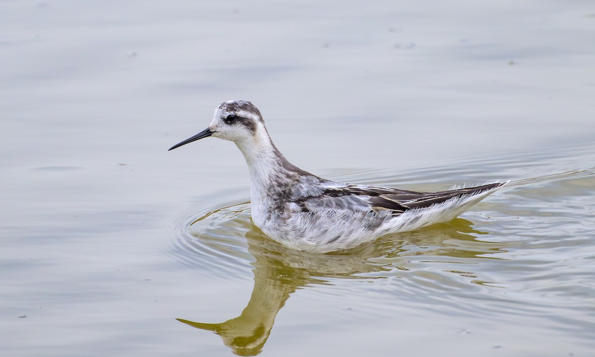 Red-necked Phalarope - ML642839530