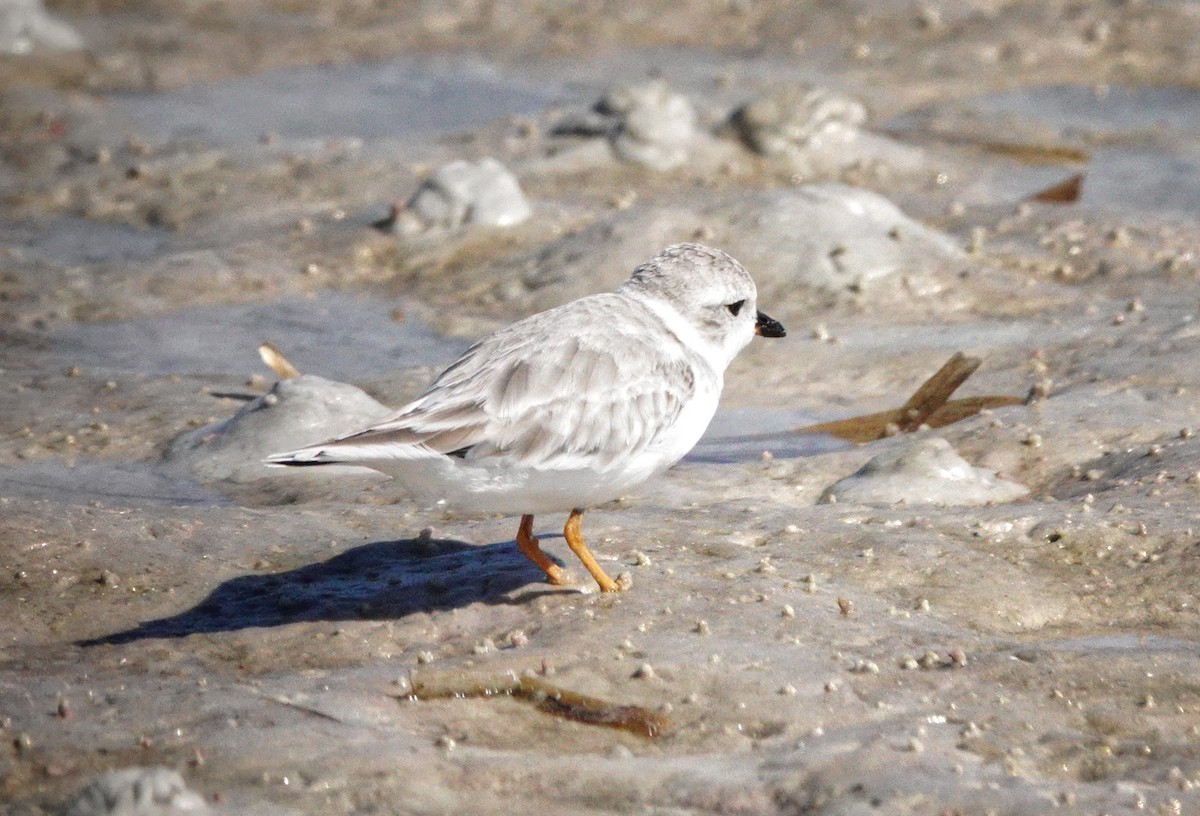 Piping Plover - ML642839553
