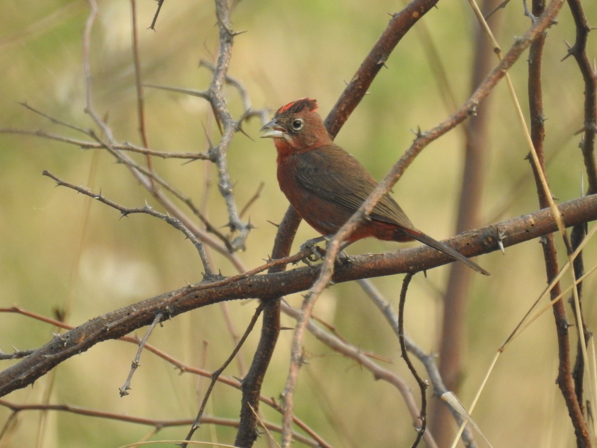 Red-crested Finch - ML642839568