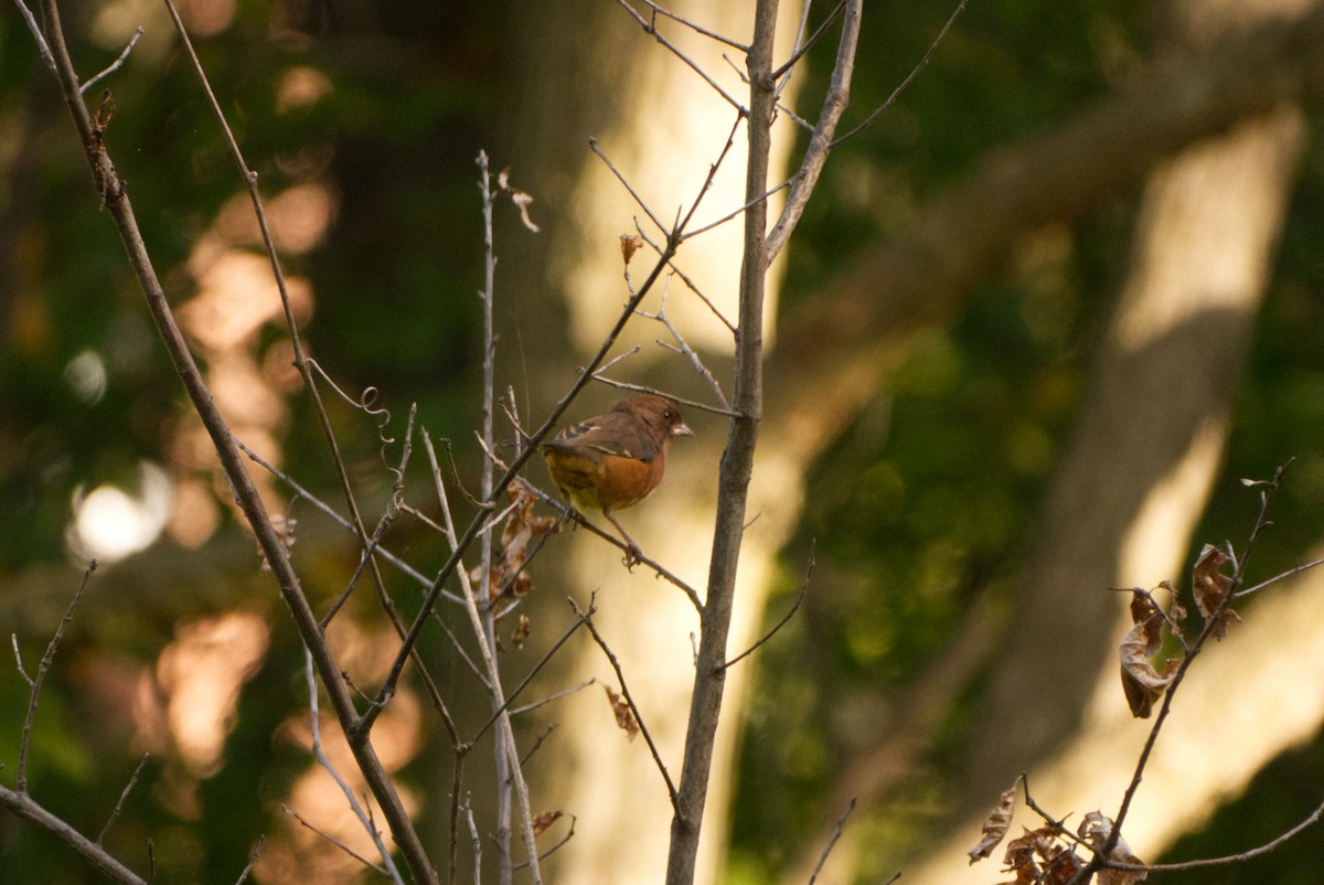 Eastern Towhee - ML642839579