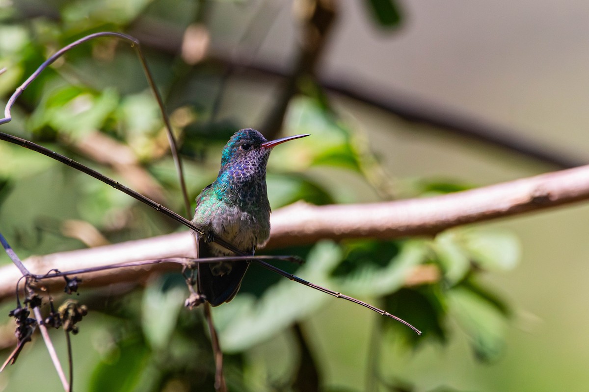 White-chinned Sapphire - ML642839588