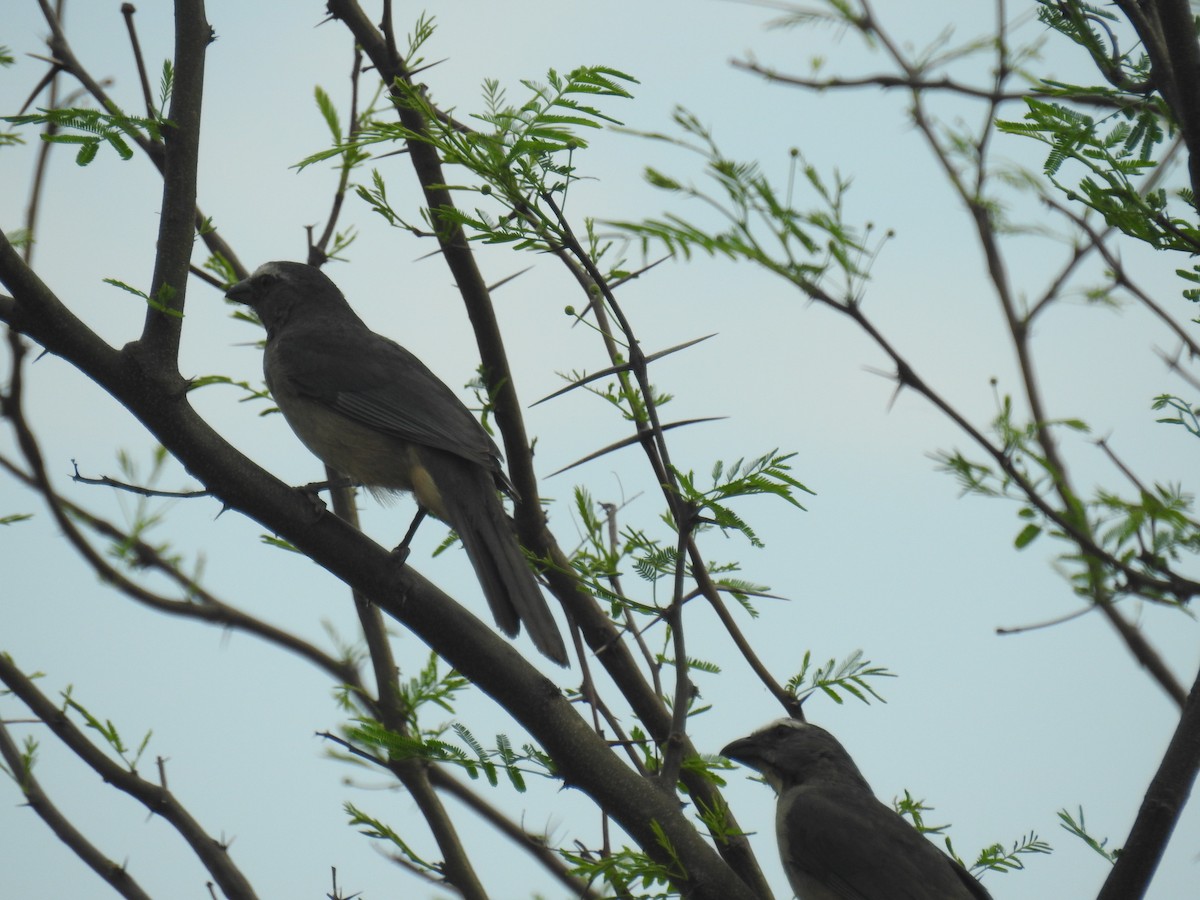 Bluish-gray Saltator - ML642839589