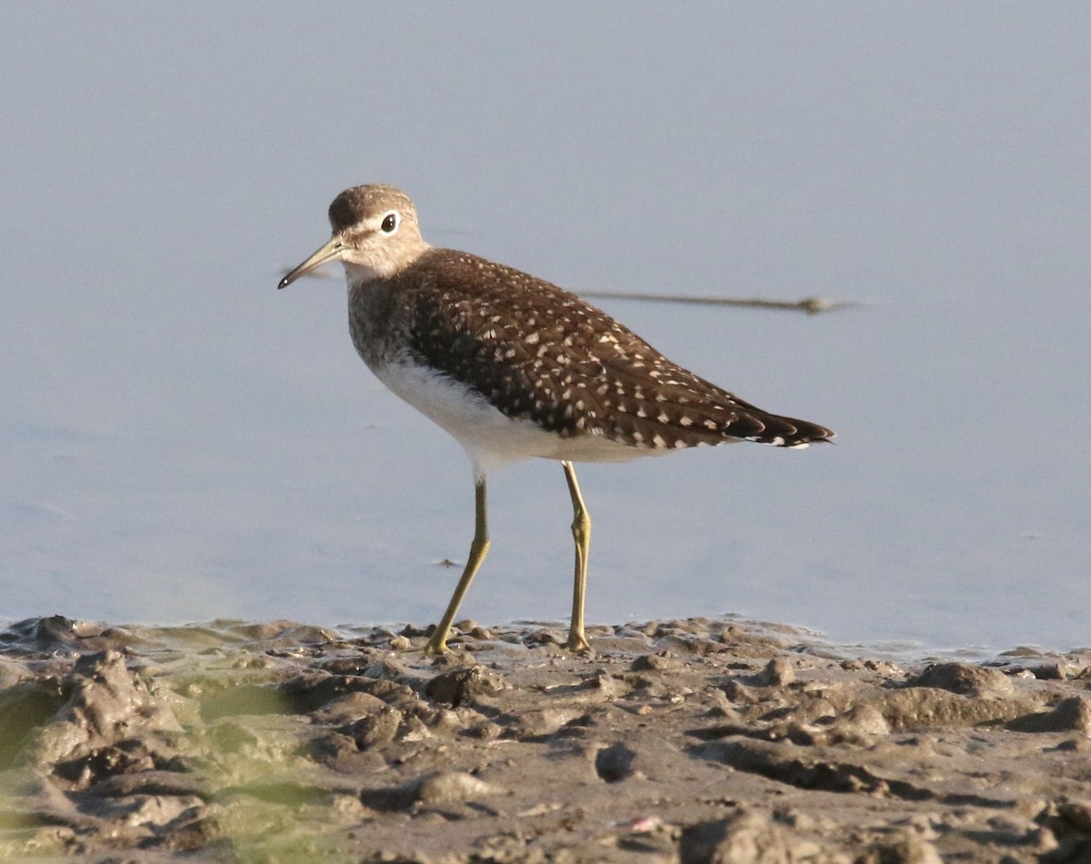 Solitary Sandpiper - ML642839594