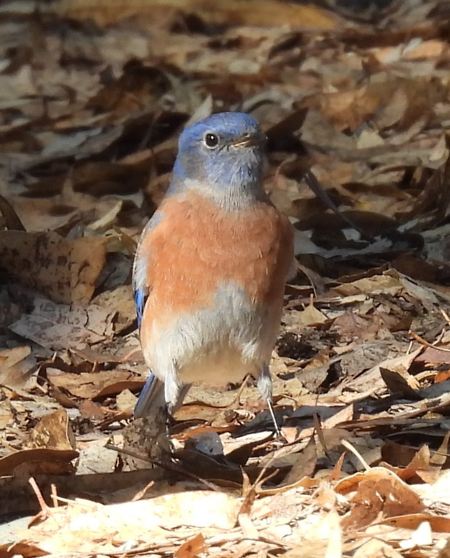 Western Bluebird - ML642839604