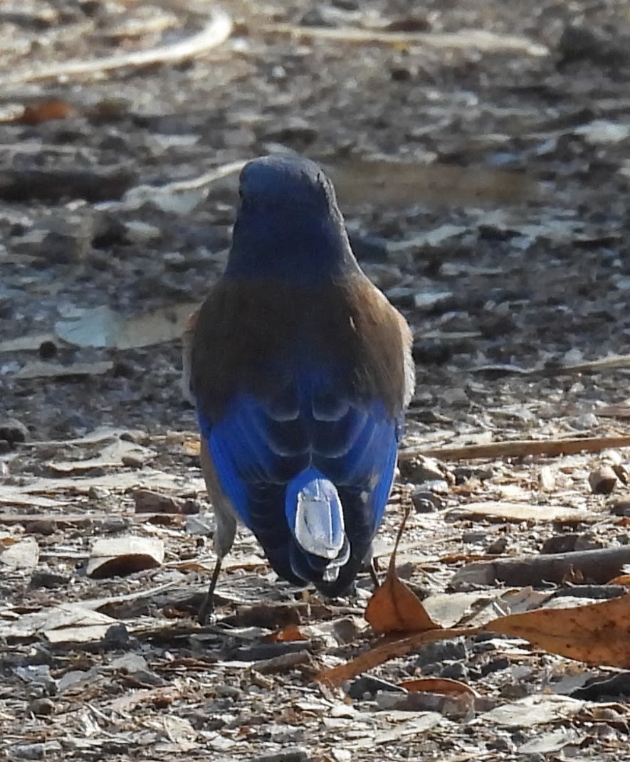 Western Bluebird - ML642839606