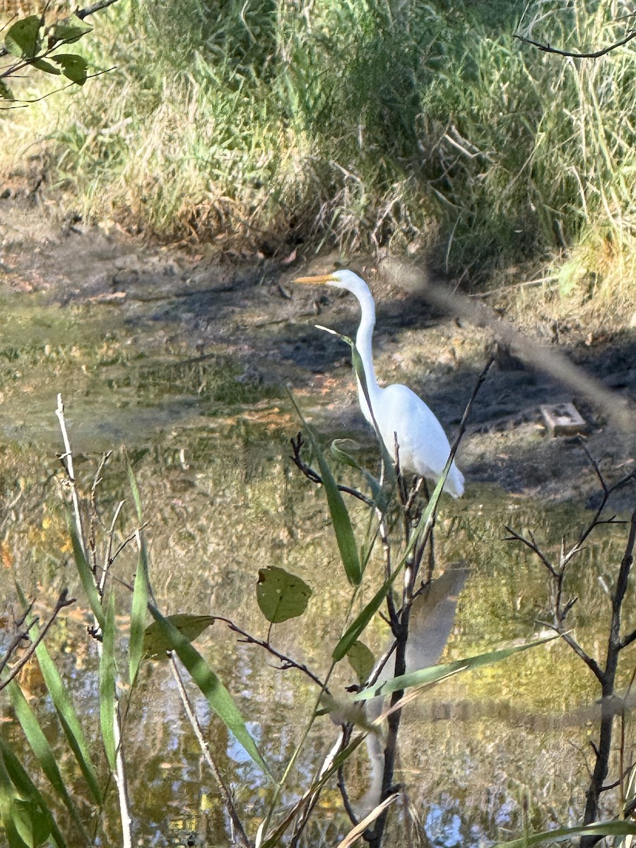 Цасч дэглий - ML642839607