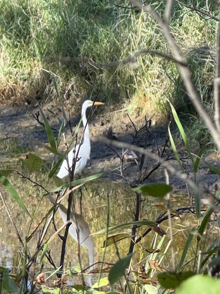 Цасч дэглий - ML642839608