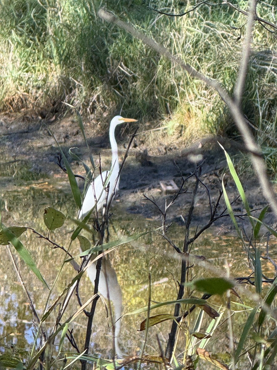 Цасч дэглий - ML642839610