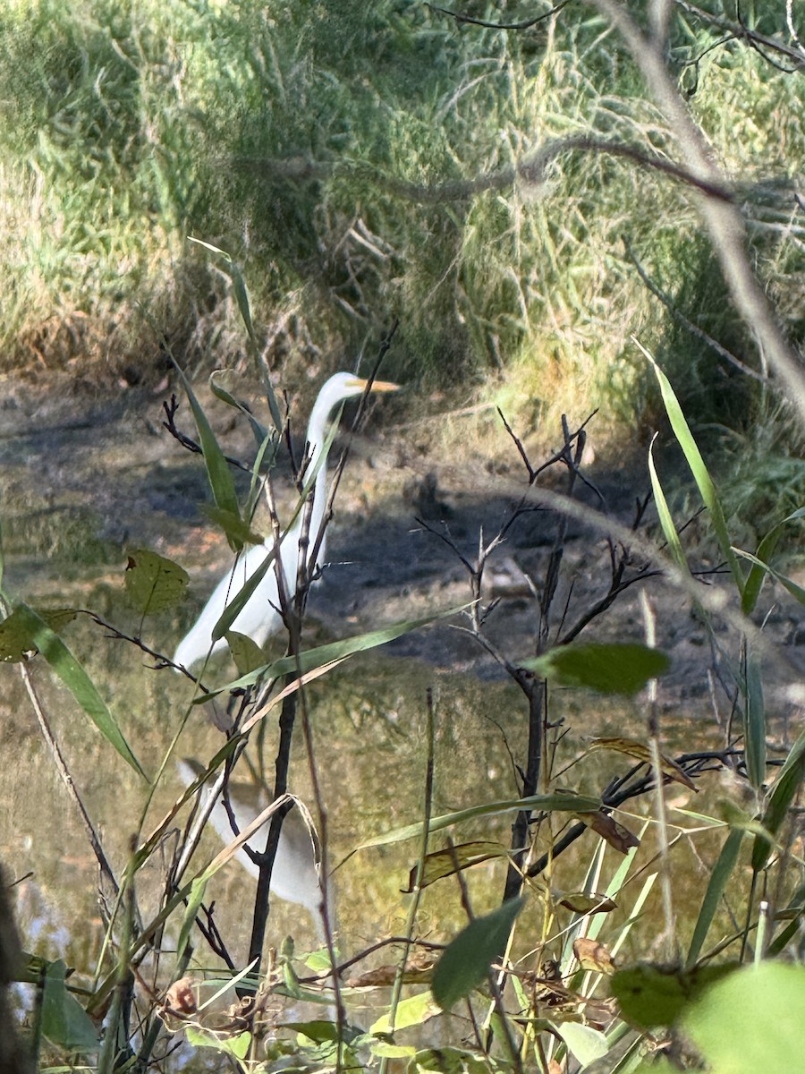 Цасч дэглий - ML642839611