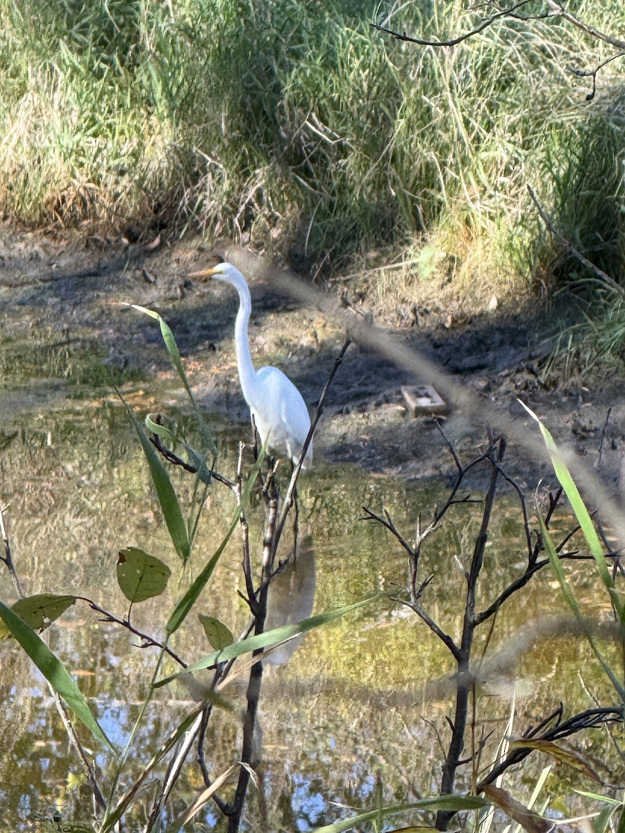 Цасч дэглий - ML642839612
