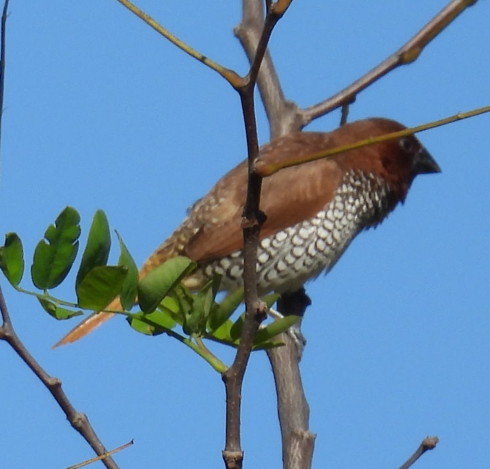 Scaly-breasted Munia - ML642839615
