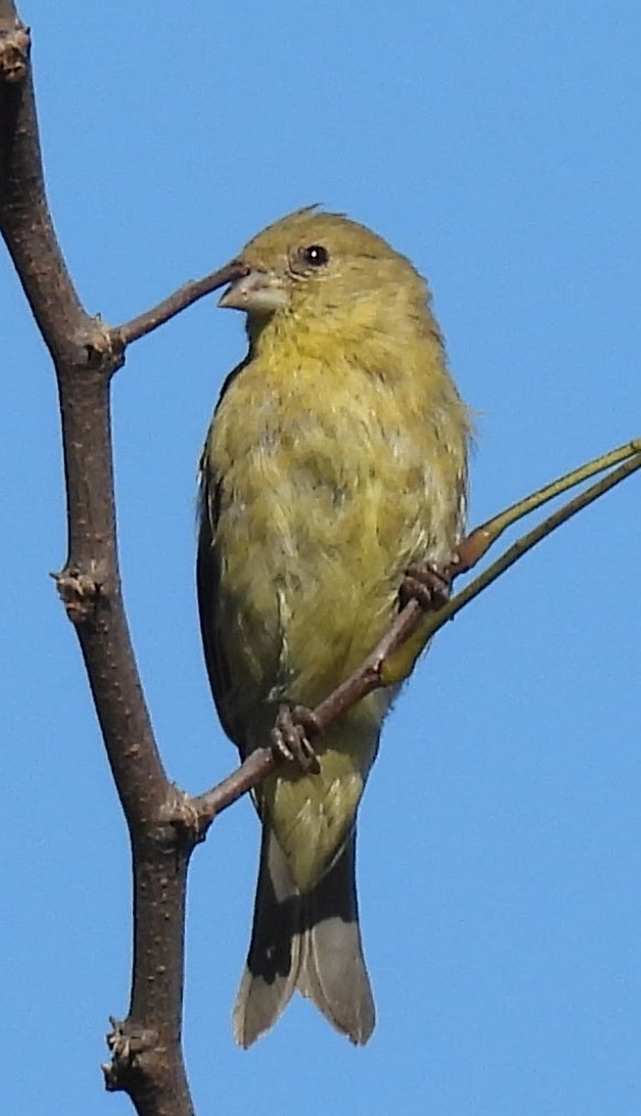 Lesser Goldfinch - ML642839625