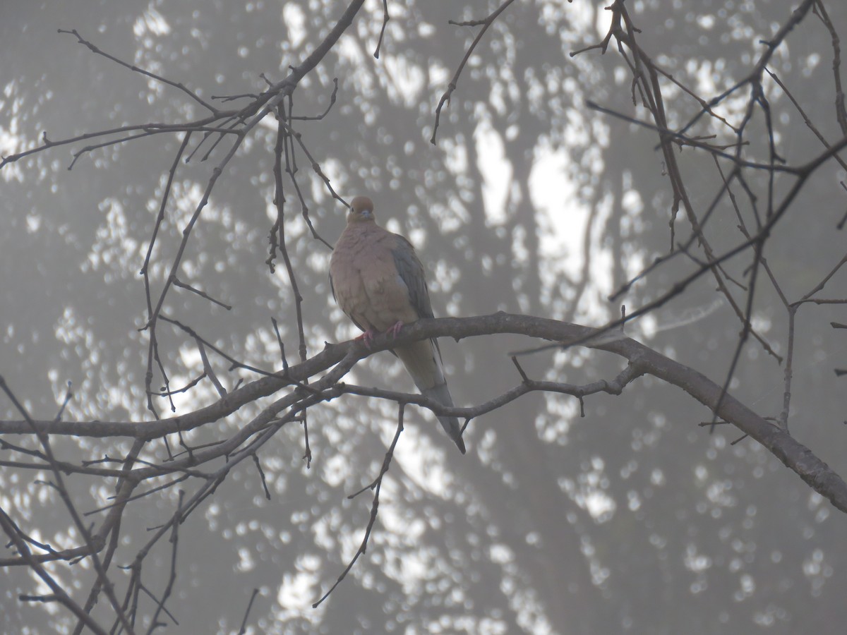 Mourning Dove - ML642839637