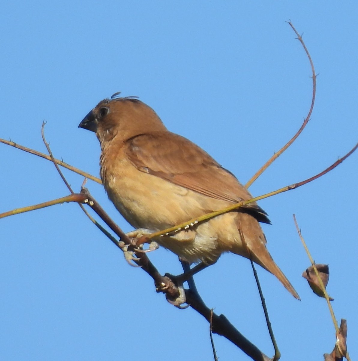 Scaly-breasted Munia - ML642839643