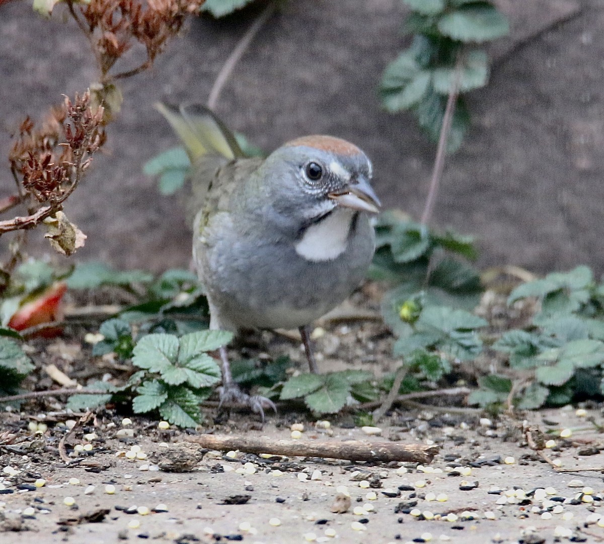 Green-tailed Towhee - ML642839644