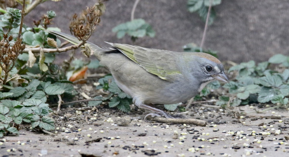 Green-tailed Towhee - ML642839645
