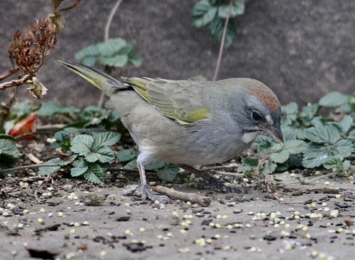 Green-tailed Towhee - ML642839648