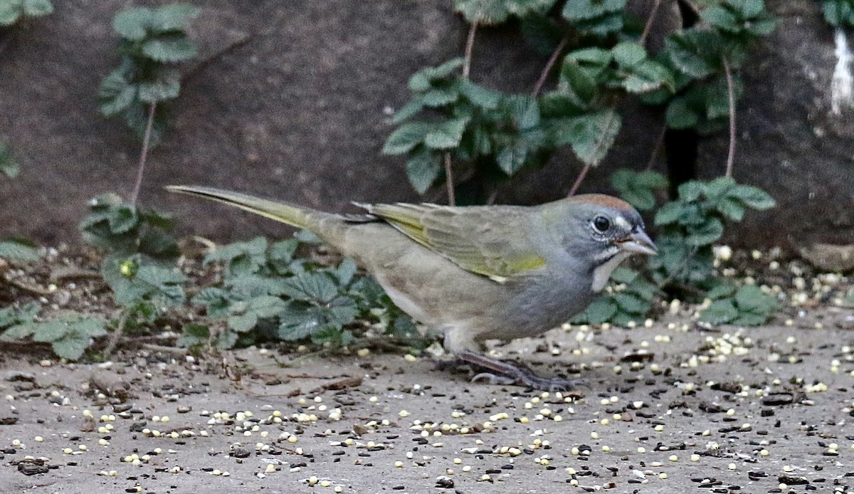 Green-tailed Towhee - ML642839651