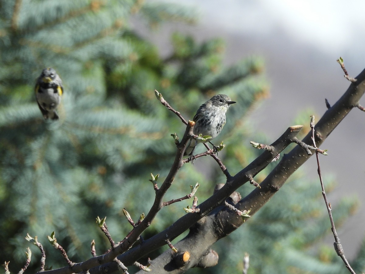 Yellow-rumped Warbler - ML642839653