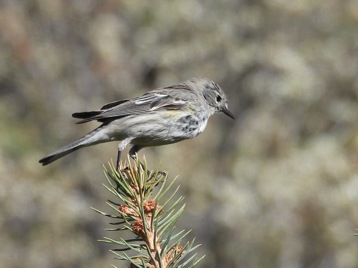 Yellow-rumped Warbler - ML642839661