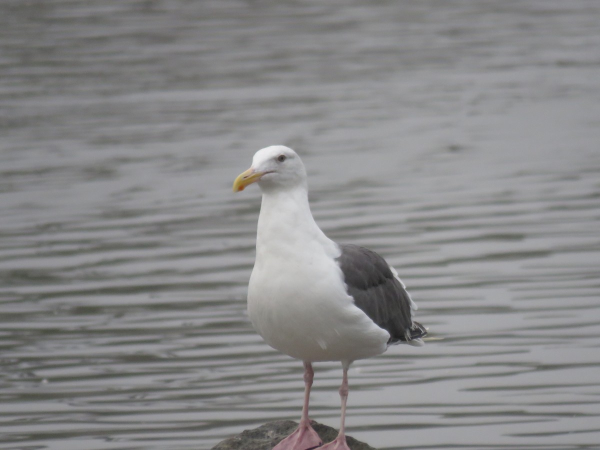 Western Gull - ML642839662