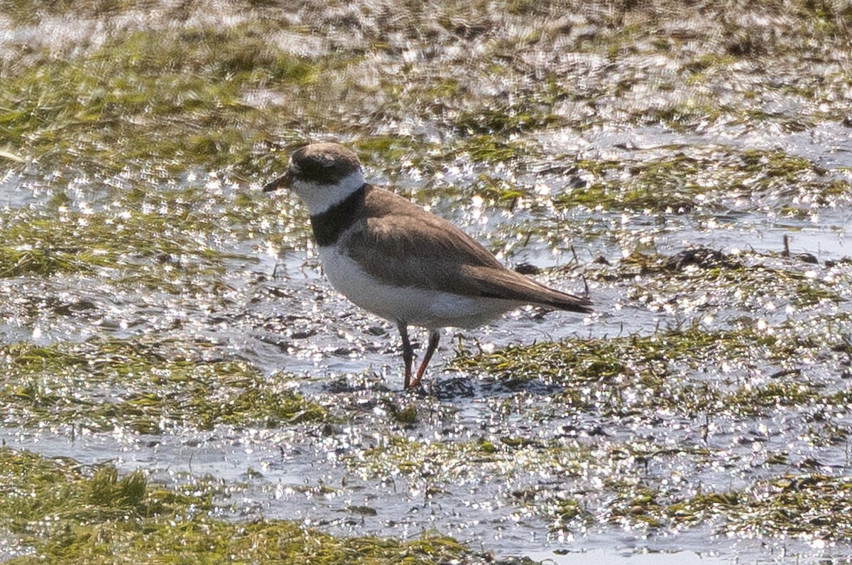 Semipalmated Plover - ML642839665