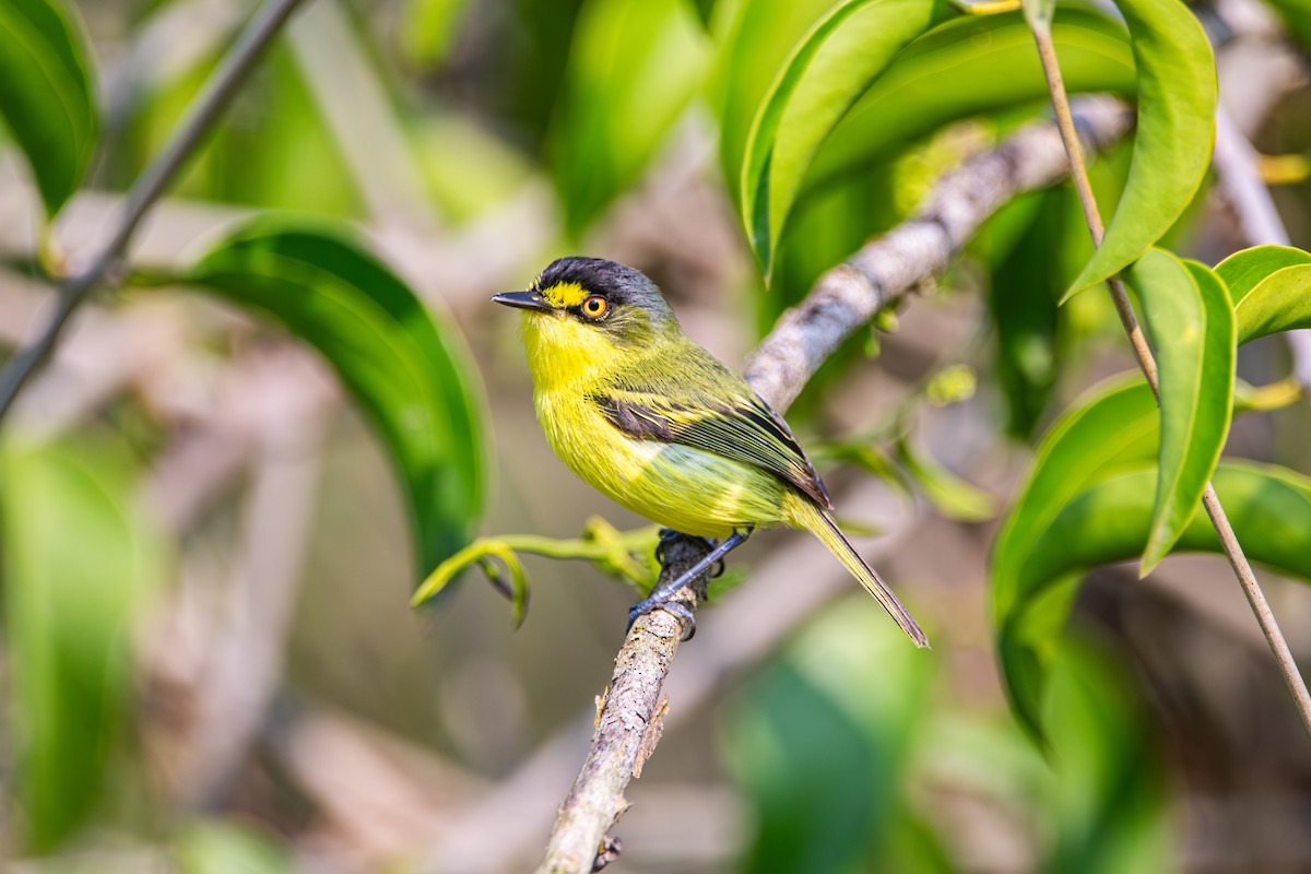 Gray-headed Tody-Flycatcher - ML642839666