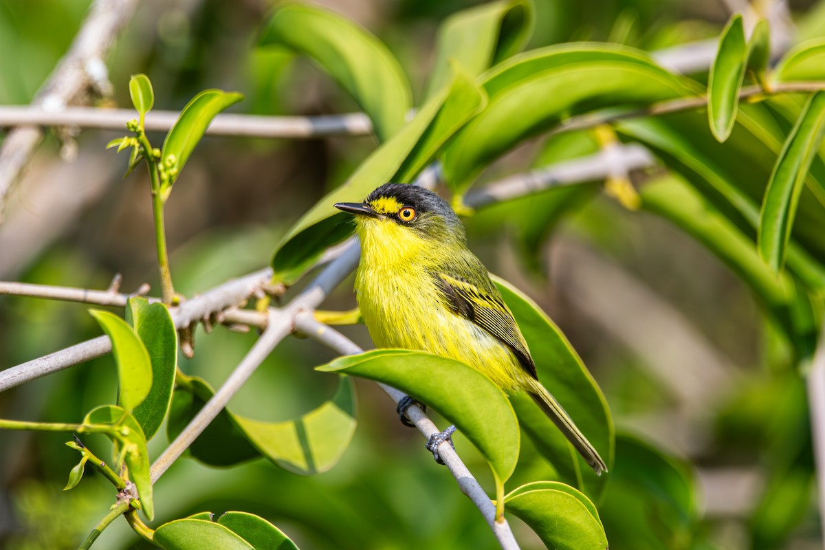 Gray-headed Tody-Flycatcher - ML642839667