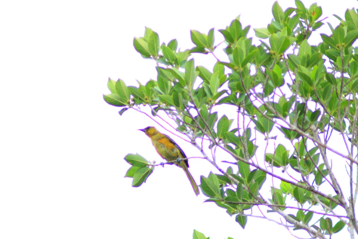 Orange Oriole - ML642839668