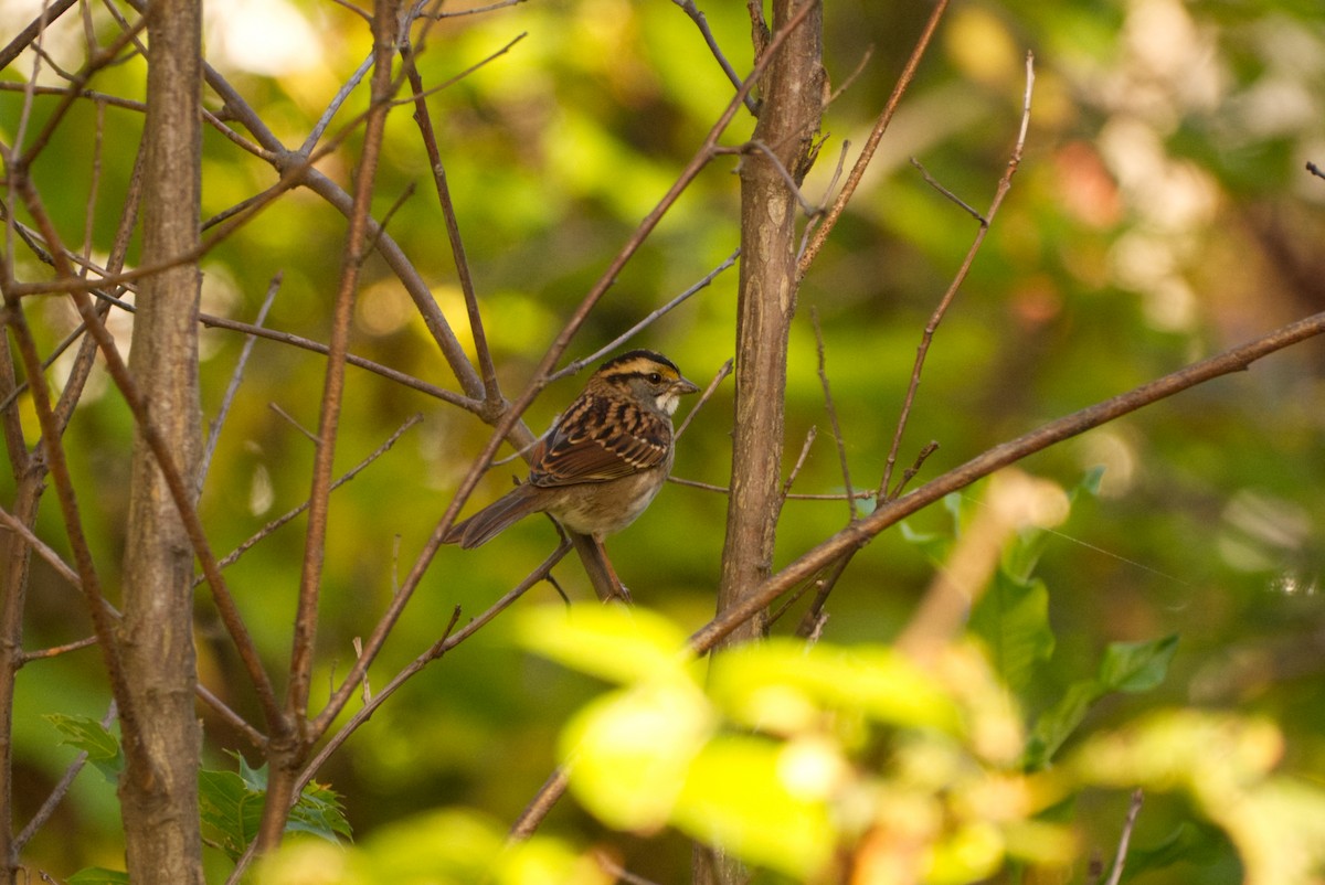 White-throated Sparrow - ML642839669