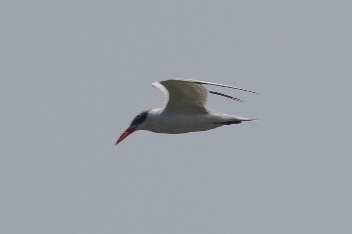 Caspian Tern - ML642839674