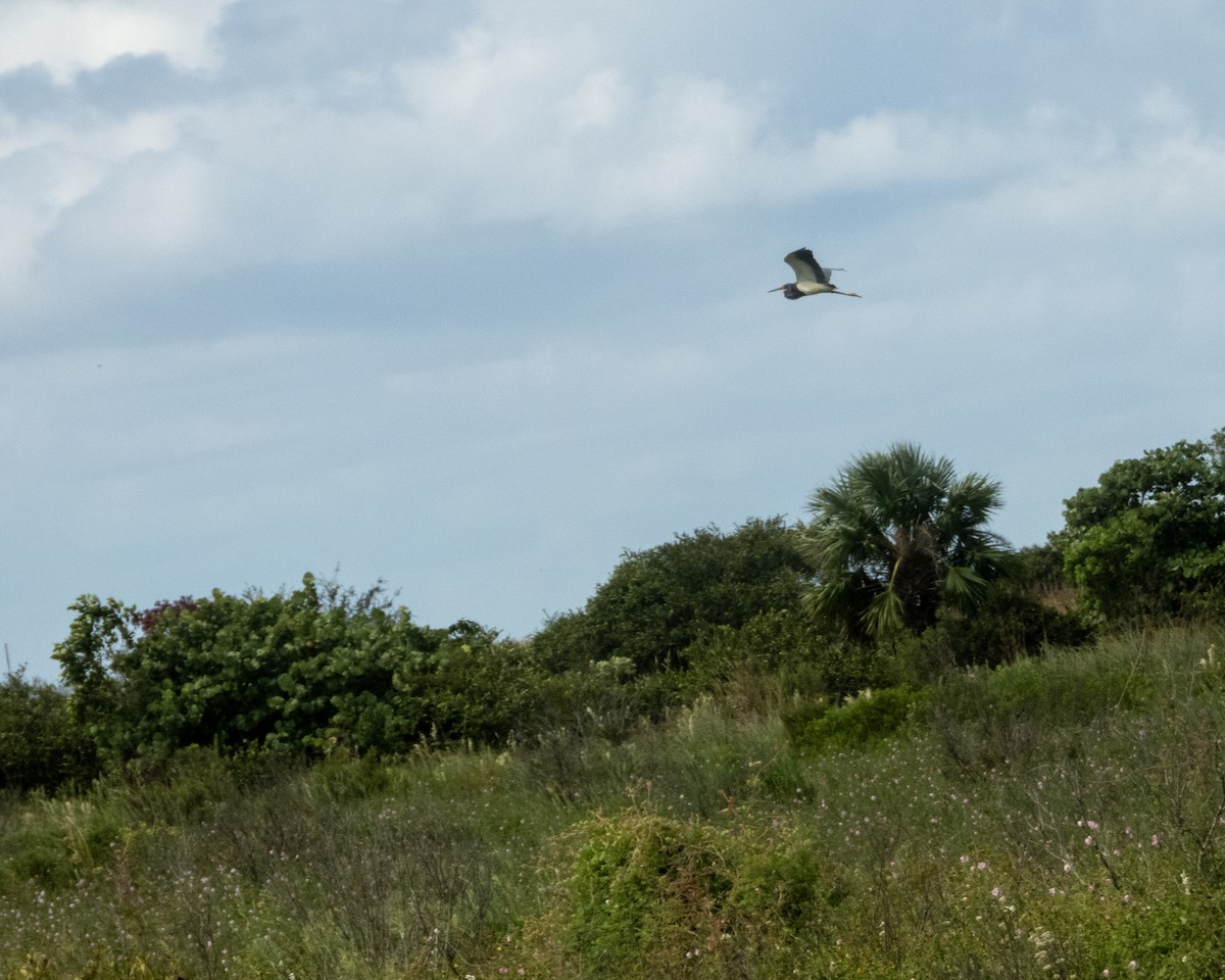 Tricolored Heron - ML642839676