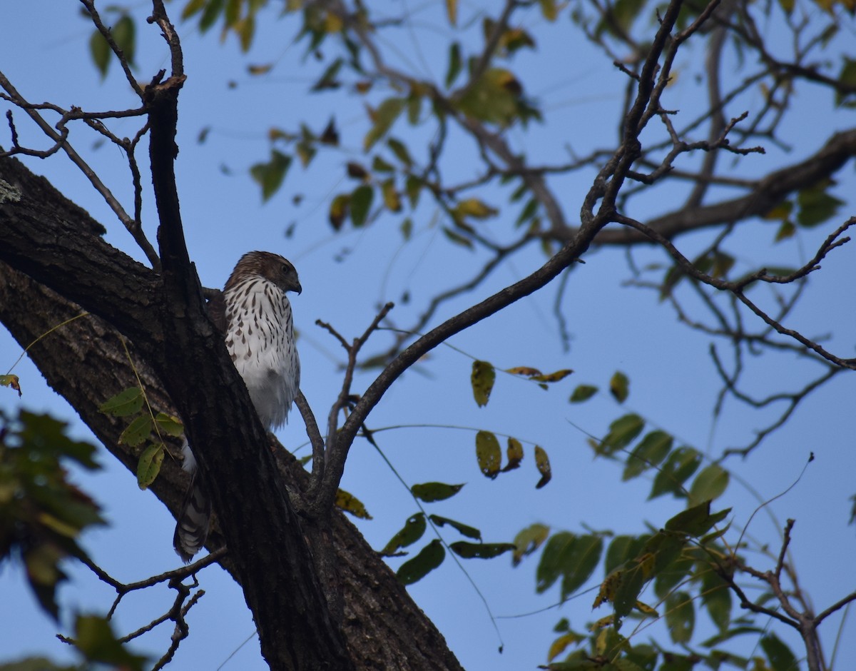 Cooper's Hawk - ML642839682