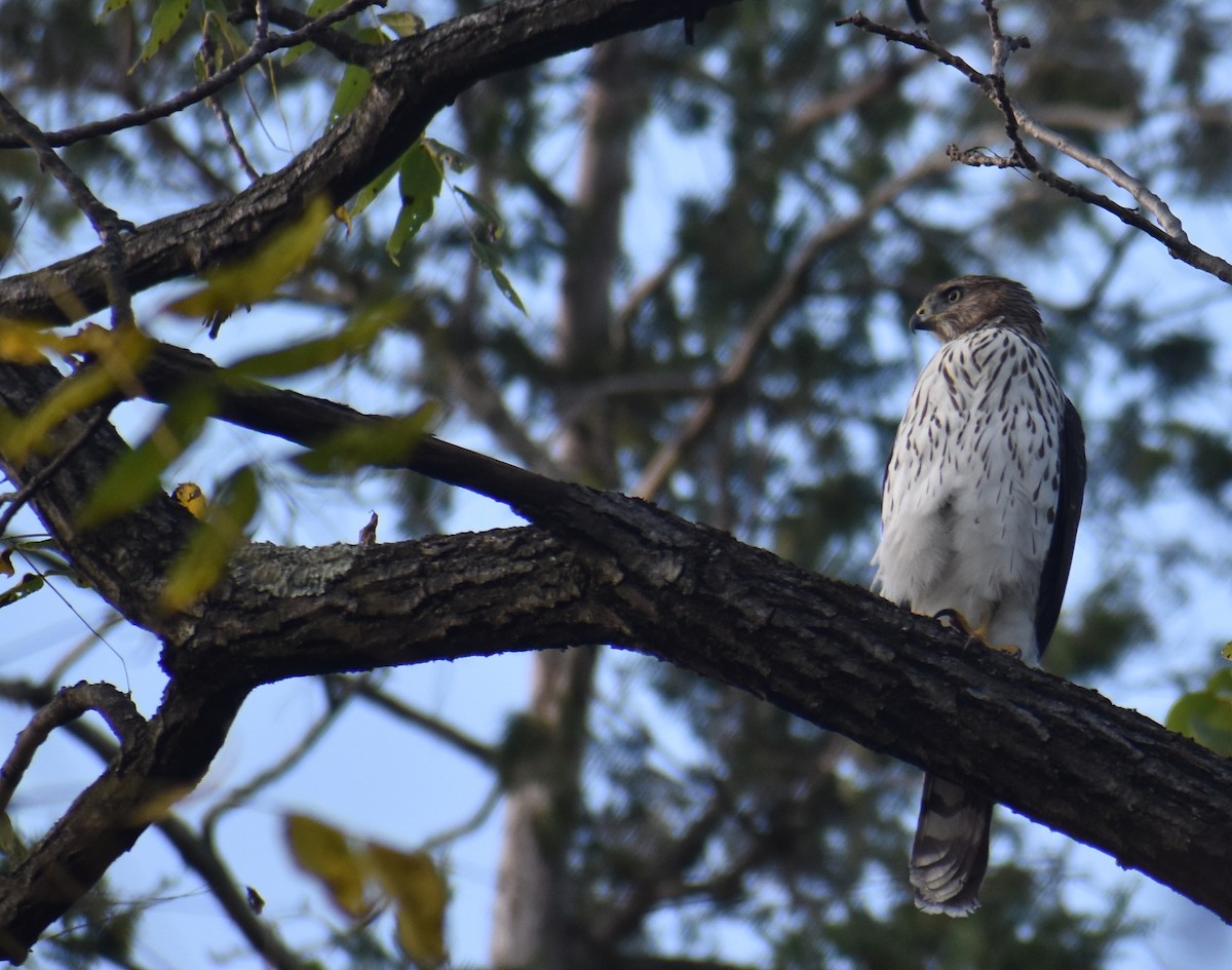 Cooper's Hawk - ML642839684