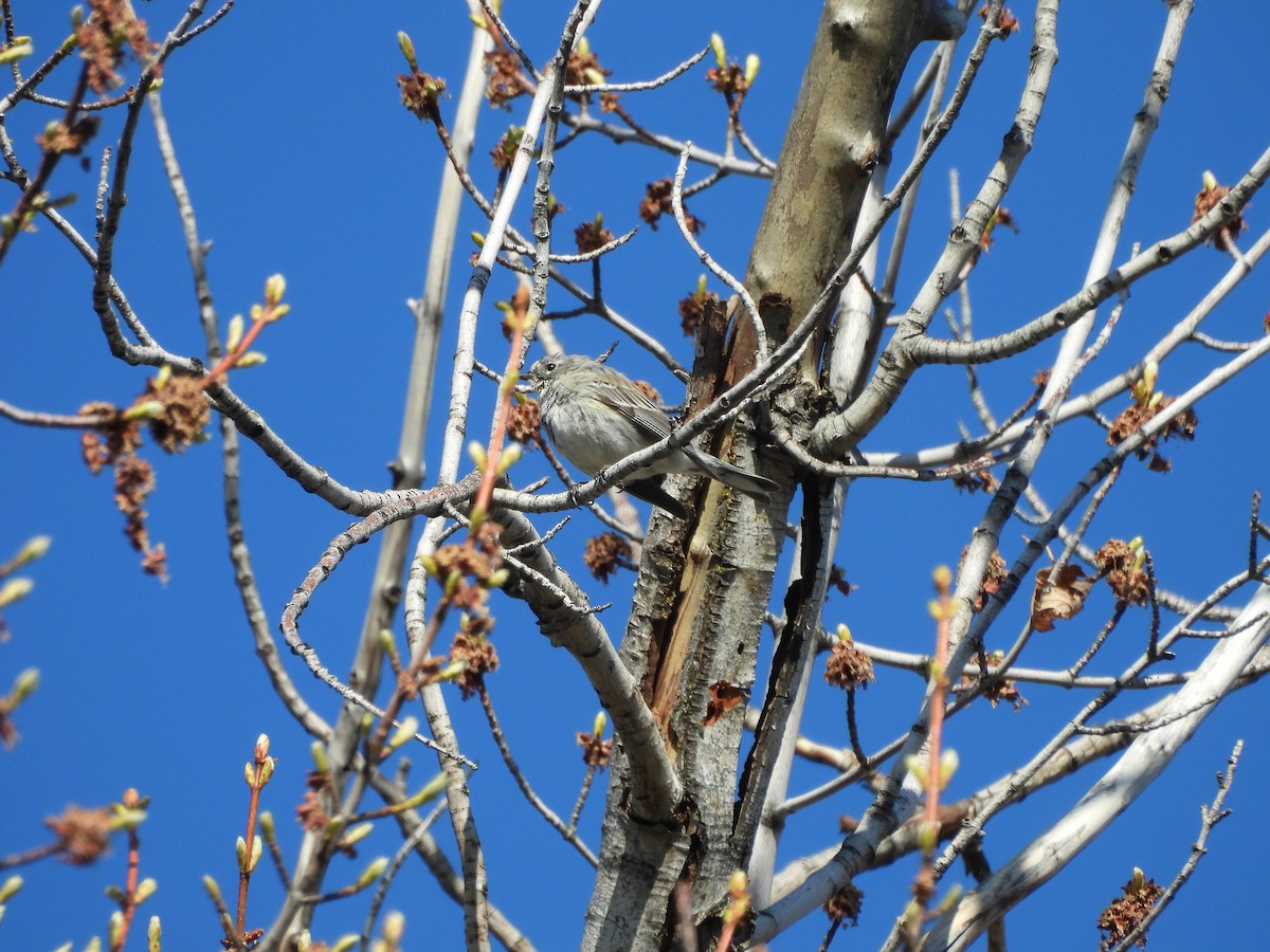 Yellow-rumped Warbler - ML642839685