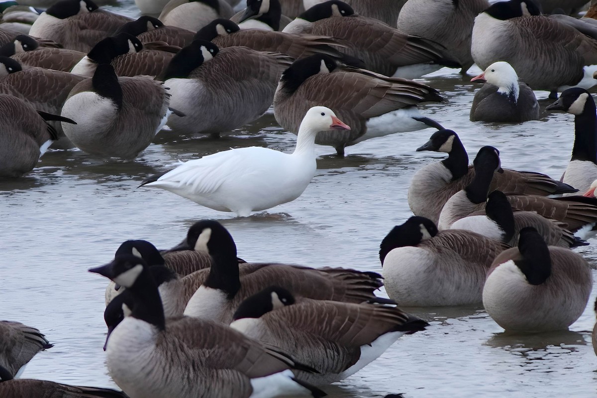 Snow Goose - ML642839690