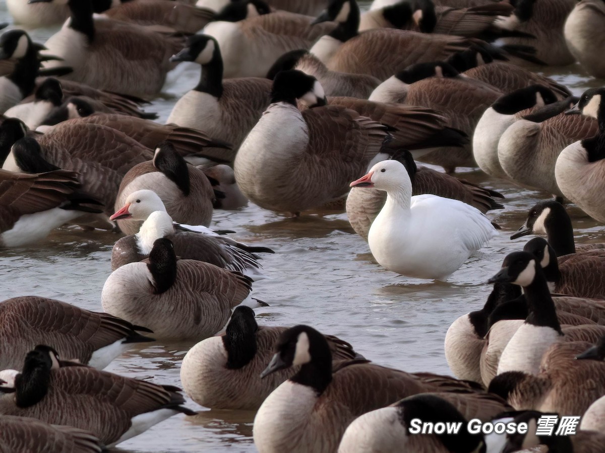 Snow Goose - ML642839691