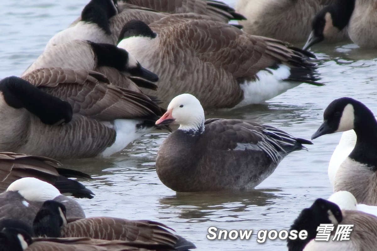 Snow Goose - ML642839692