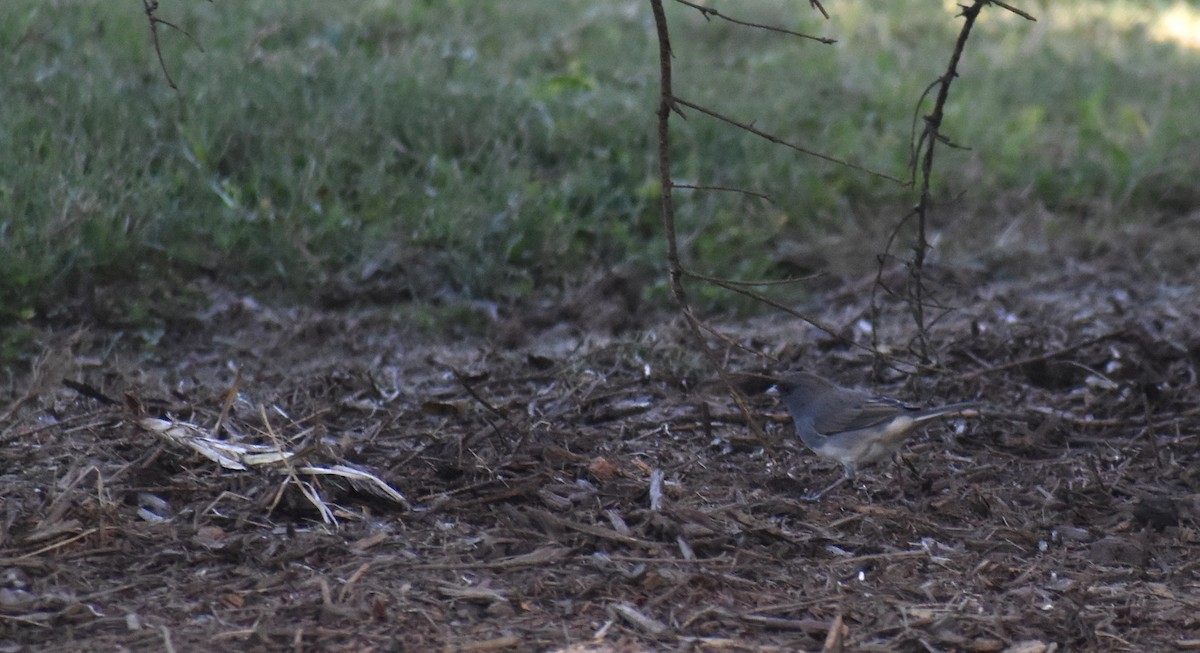 Dark-eyed Junco (Slate-colored) - ML642839695