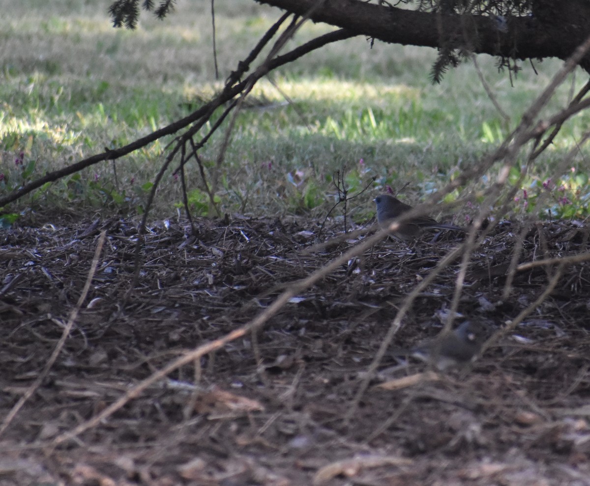 Dark-eyed Junco (Slate-colored) - ML642839696