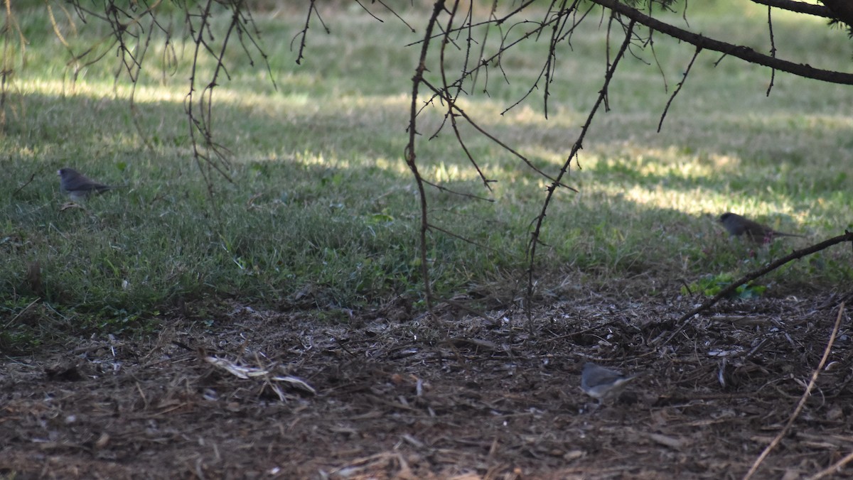 Dark-eyed Junco (Slate-colored) - ML642839697